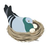 Recensement des lieux de nichage des pigeons