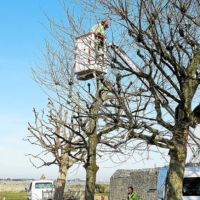 Travaux élagage et abattage