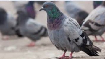 Étourneaux, pigeons : la commune agit pour limiter les nuisances